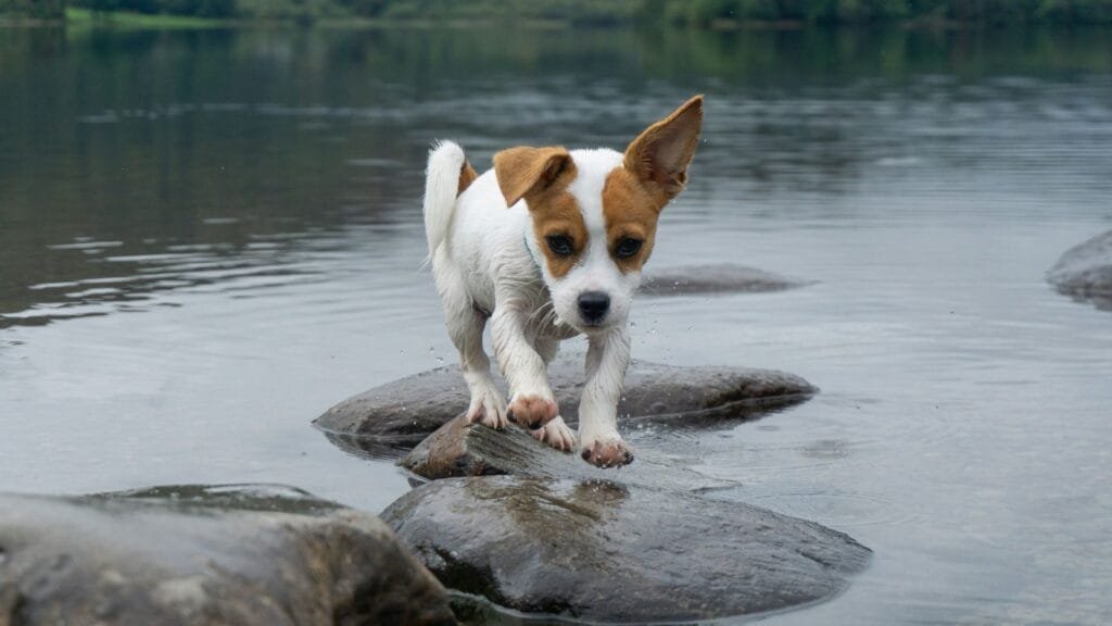 Dog carefully crossing stepping stones over water representing visitors navigating a website. Photo by Dave Ellis. 